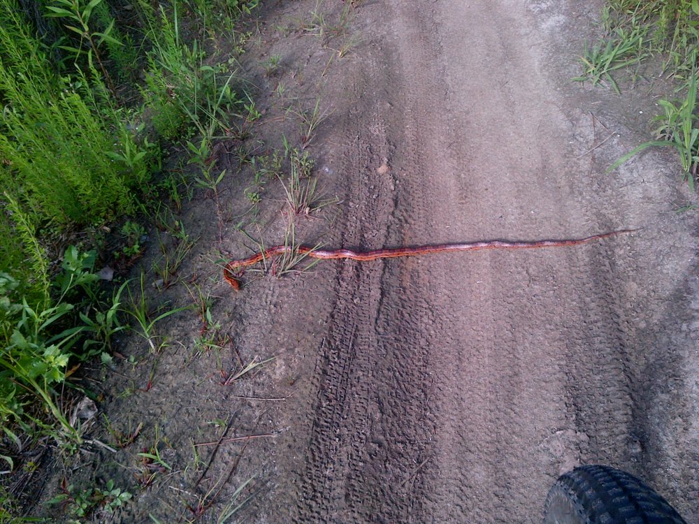 snake at HCBR park May 2014.jpg