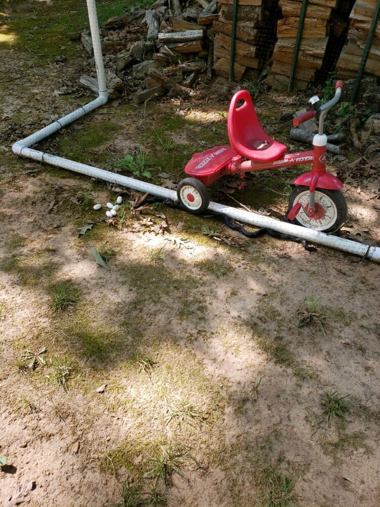 snake.jpg