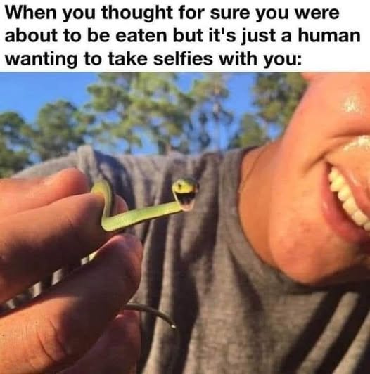 snake.jpg