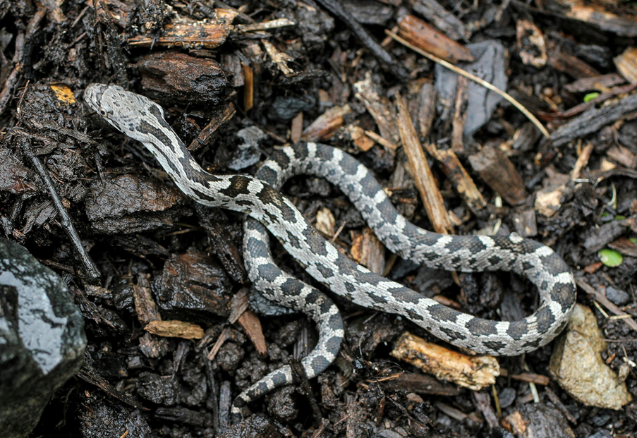 snake2.png