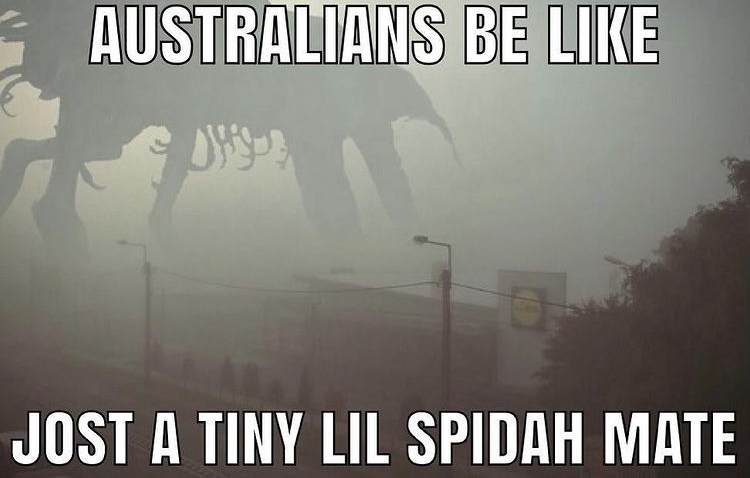 spider.jpeg