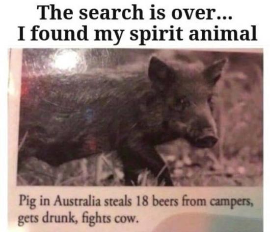 spirit animal.jpg