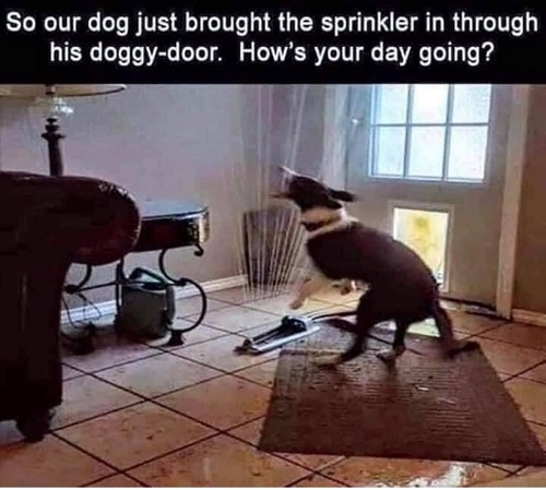 sprinkler.jpeg