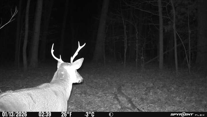 Spypoint_20260113_052026.jpg