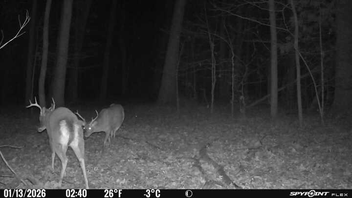 Spypoint_20260113_052042.jpg