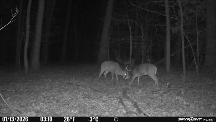 Spypoint_20260113_052113.jpg