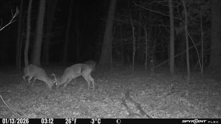 Spypoint_20260113_052125.jpg