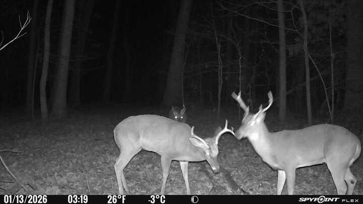 Spypoint_20260113_052216.jpg