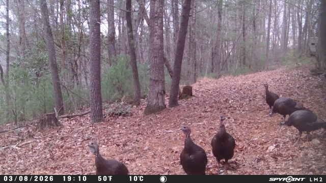 Spypoint_20260309_073603.jpg