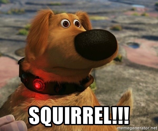 squirrel.jpg