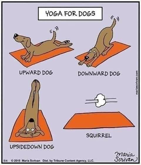 squirrel.png