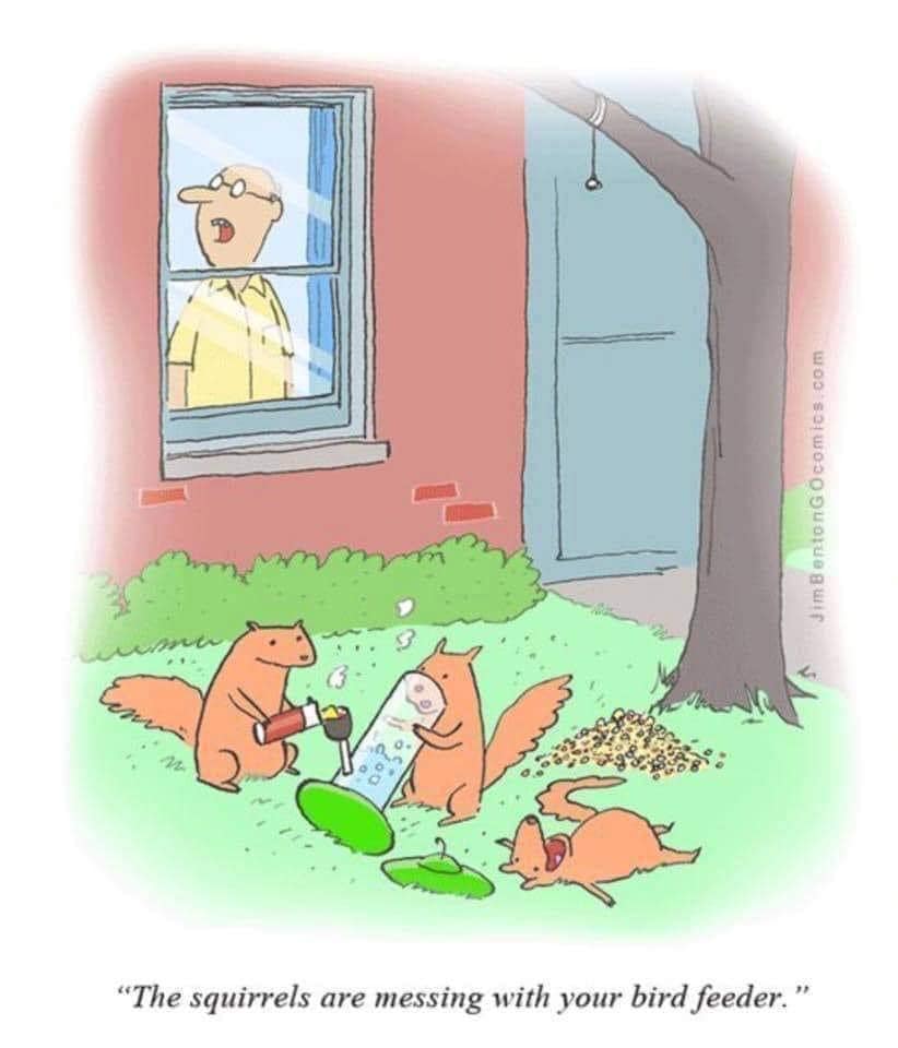 squirrels.jpg