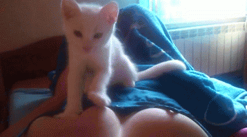 SrUwlAo.gif