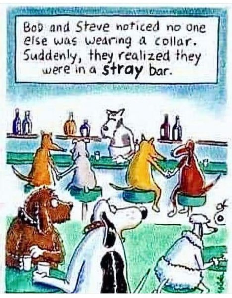 stray.jpg