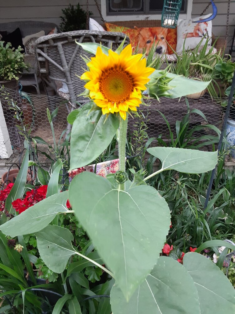 sunflower2.jpg