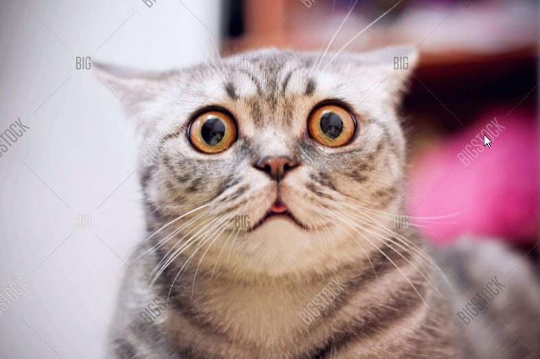 surprised cat.jpg