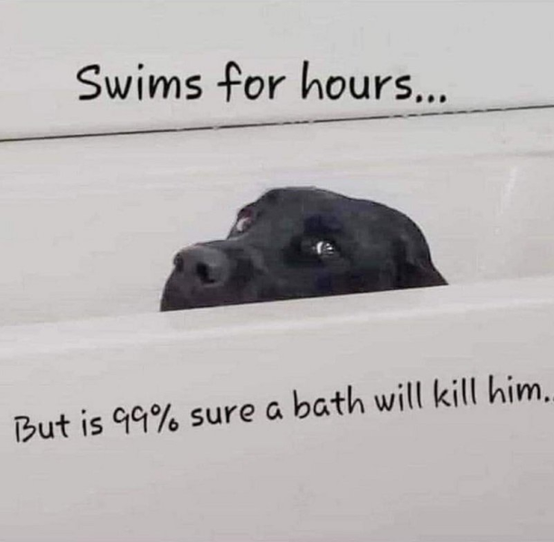 swims.png