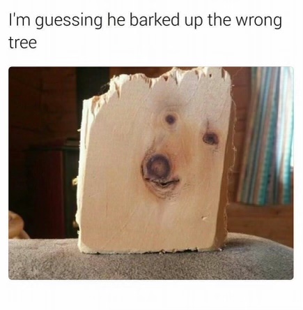 tree.jpeg
