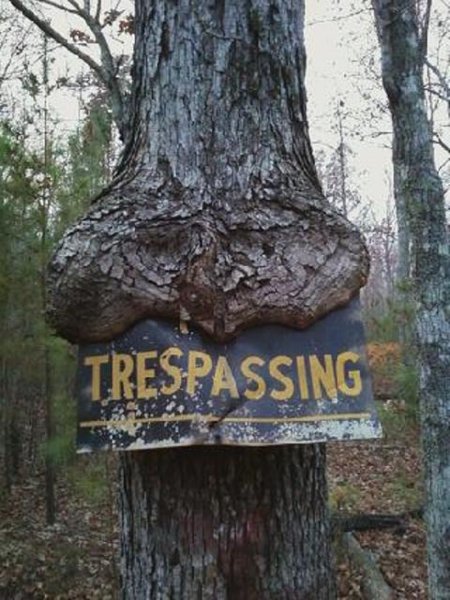 tresspass tree.jpg