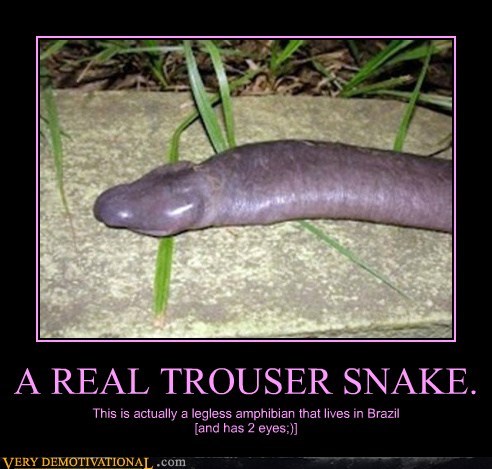 trouser snake.jpg