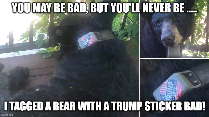 trumpbear.jpg