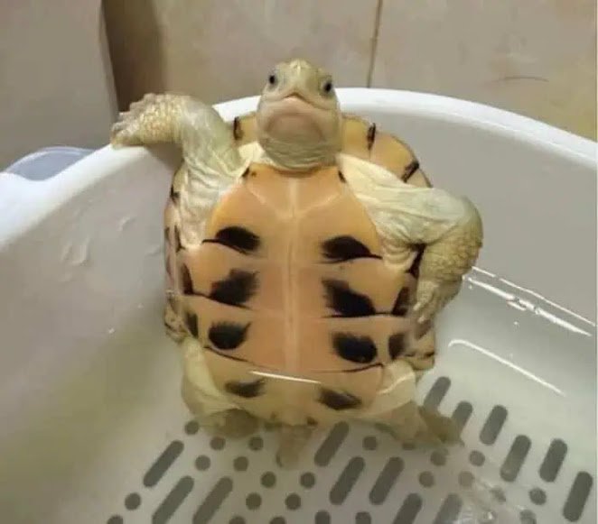 turt.jpeg