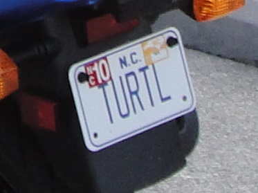turtl.jpg