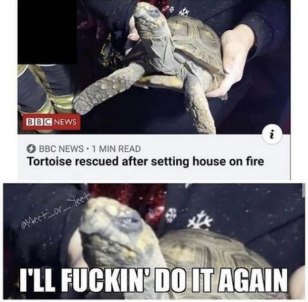 turtle.jpeg