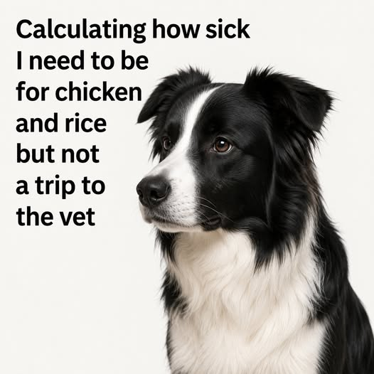 vet.png