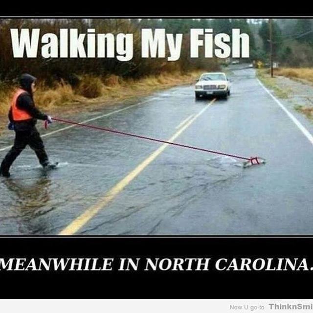 walk fish.jpg