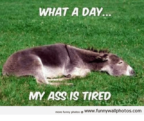 what-a-day-my-ass-is-tired-more-funny-photos-8921006.png