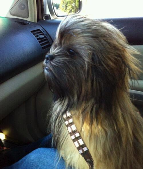 wookiedog.jpg