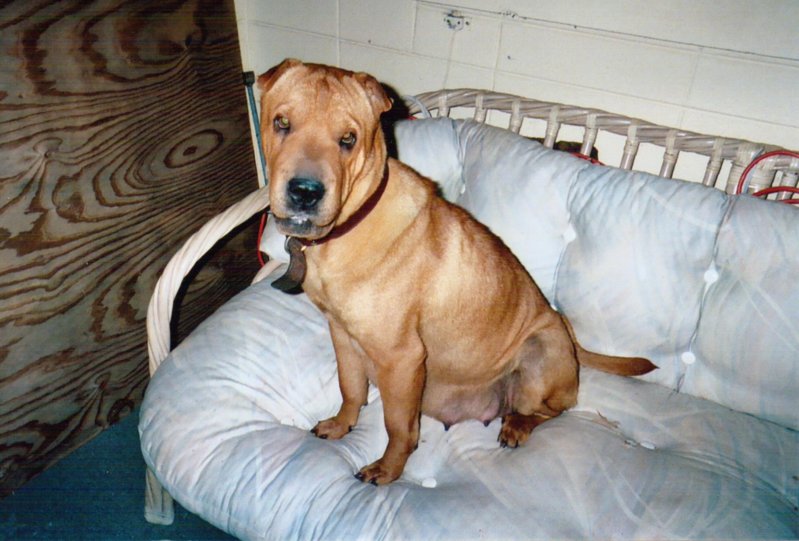 young brandy.jpg