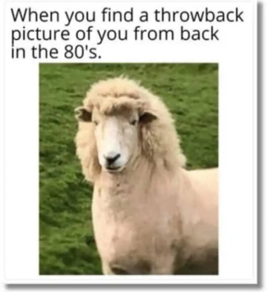 Z Z Z  The 1980's.jpg