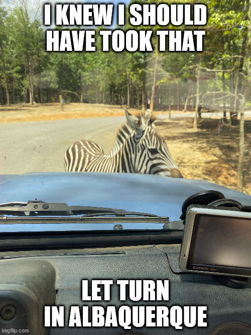 zebra.jpg