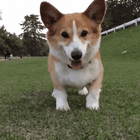 Dog Reaction GIF