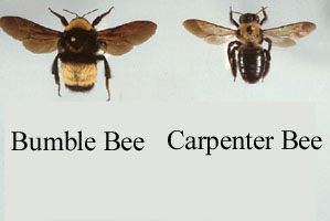 carpenter-bee-bumble-bee.jpg