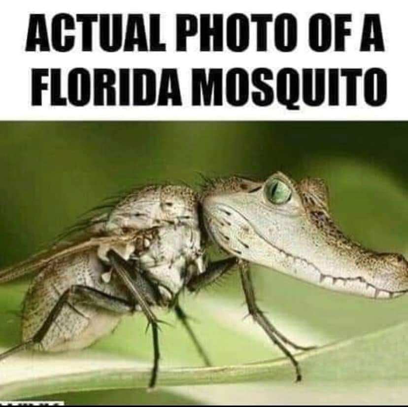 Mosquitos-in-Florida.jpg