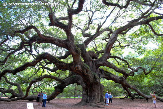 angel-oak-8.jpg