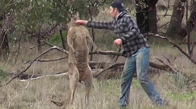 kangaroo-dog-punch-video-backstory.jpeg