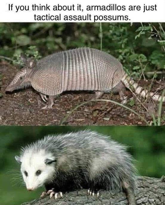 Armadillos.jpg