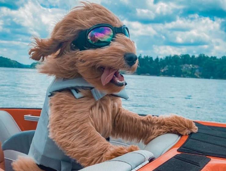 Boater-Dog.jpg