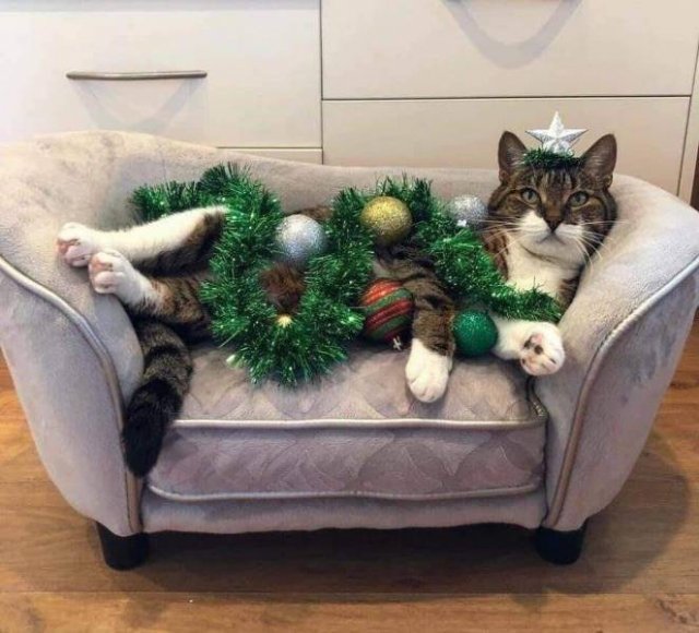 Christmas-Kitty.jpg