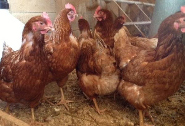 winstonsalem.craigslist.org