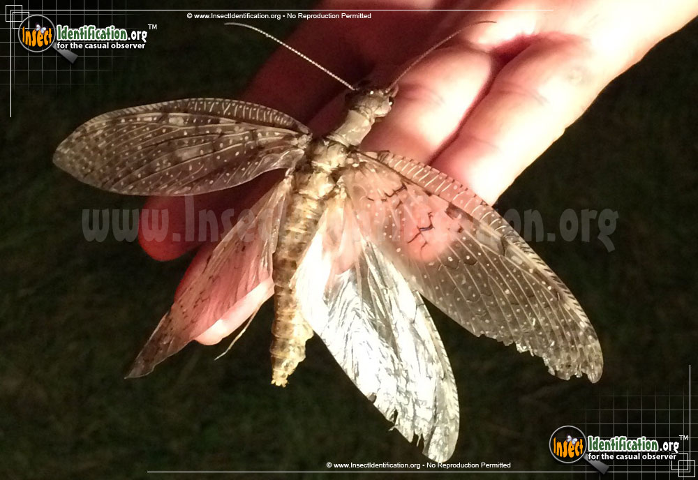 dobsonfly_6.jpg