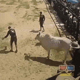 Pranking-a-bull.gif