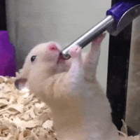 hamster GIF