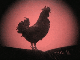 film vintage GIF