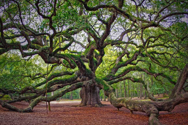 angel-oak-live-oak.jpg