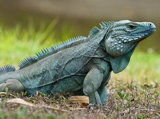 blue-iguana-recovery.jpg